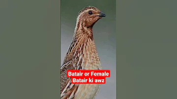 Batair or Female batair ki awaz// Batair ki awaz// Madi batair ki awaz/بٹیر کی آواز