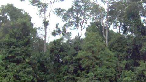Gibbons in the Trees in Borneo