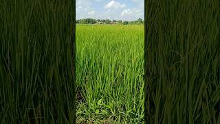 Nature's Beauty | #beatifulnature #naturesbeauty #nature #naturescenery #trendingshorts #shortsvideo