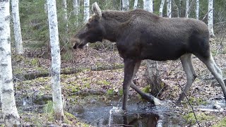 ФОТОЛОВУШКИ. Начало. Долгий путь к установке. ЛОСЬ В КАДРЕ #2 (4К)