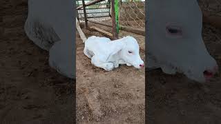 Beautiful Gulabi Calf mashallah #viralvideo #viralshort #gulabicalf #unfrezzaccount #pakistan #vlog