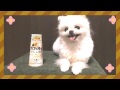 カフェオレ de 白黒ワンコ三姉妹♪