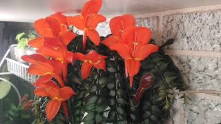 Columnea arguta