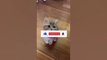 ФРАЗЫ, КОТОРЫЕ НЕЛЬЗЯ ГОВОРИТЬ SIRI