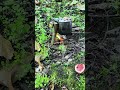53 Seconds: DIY Pine Sap Candle for Emergency & Survival #WildernessSurvival #SurvivalSkills