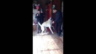 5 Ay Sonra Sahibini Gören Türk Çoban Köpeği