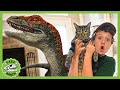 Baby Raptor Dinosaur in the House! T-Rex Ranch - Jurassic Videos for Kids