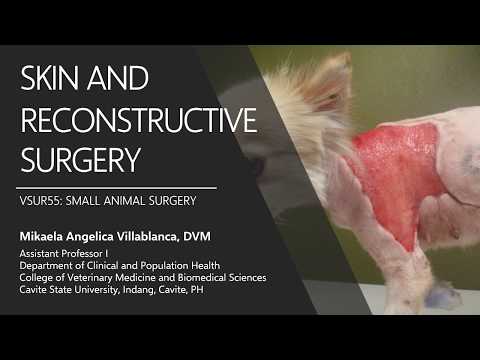 Wideo: Chirurgia kosmetyczna dla psów: potrzeba medyczna czy dumna przyjemność?
