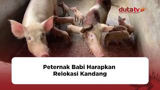 Peternak Babi Harapkan Relokasi Kandang | Berita Terkini