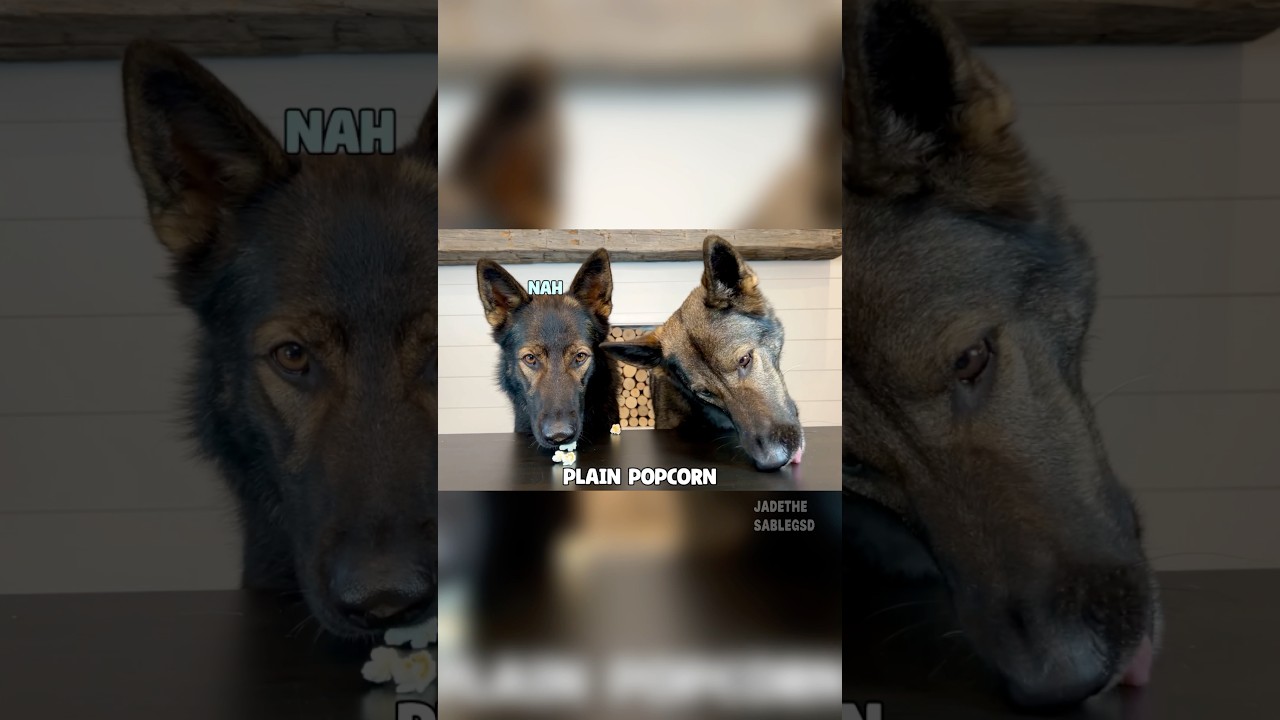I raised one vacuum and one food snob…😂 Which one is your dog?