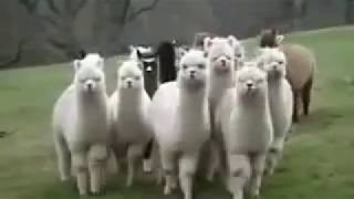 VIDEO LUCU TINGKAH POLAH HEWAN TERHADAP MANUSIA TERBARU  2018