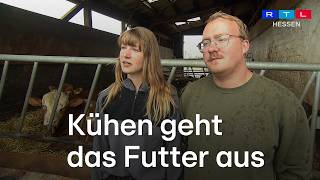 Dürre in Hessen: Kühen geht mitten im Sommer das Futter aus