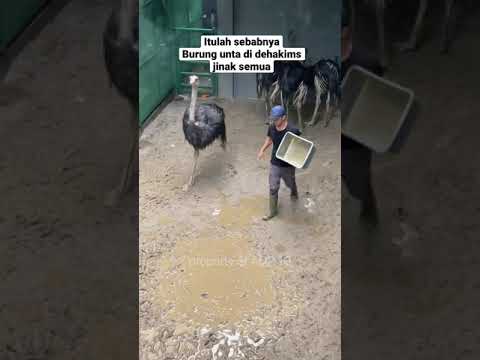 Video: Adakah tulang burung unta selamat untuk anak anjing?