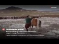 Монгольский пастух сумел сделать невозможное оседлать лошадь Прежевальского