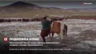Монгольский пастух сумел сделать невозможное оседлать лошадь Прежевальского Монгольский пастух сумел сделать невозможное оседлать лошадь Прежевальского