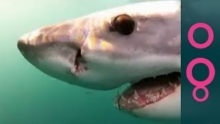 Clever Buoy Prevents Shark Attacks - Hi-Tech