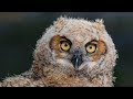 Nikon D850 Meets Great Horned Owl and Owlets - Sigma 500MM F4 - Wildlife Photography