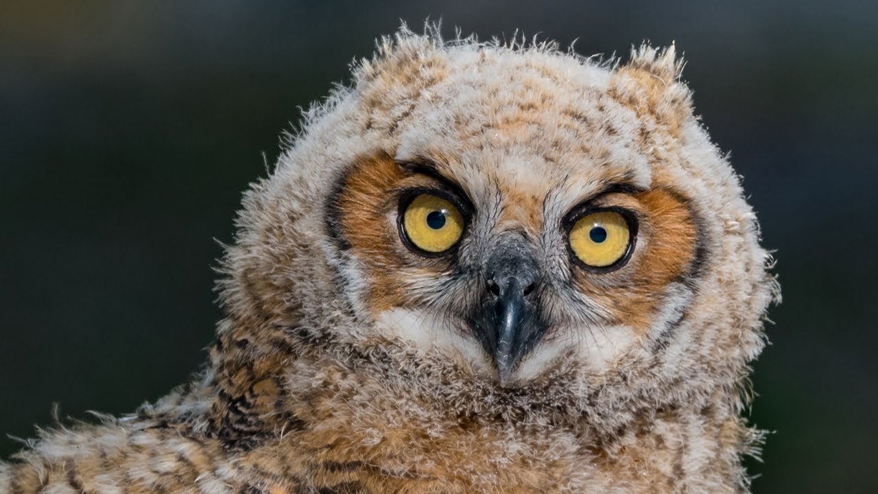Nikon D850 Meets Great Horned Owl and Owlets - Sigma 500MM F4 ...