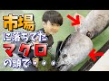 【巨大マグロの頭】8歳のお魚少年がオススメする意外な部位！？｜Giant Tuna Head! 8-Year-Old Fish-Loving Boy Recommends a Hidden Gem!?