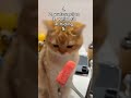 Top 5 funniest cat moments #funny #shorts #funnycats #cats