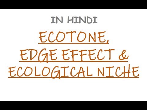 What is Ecotone,