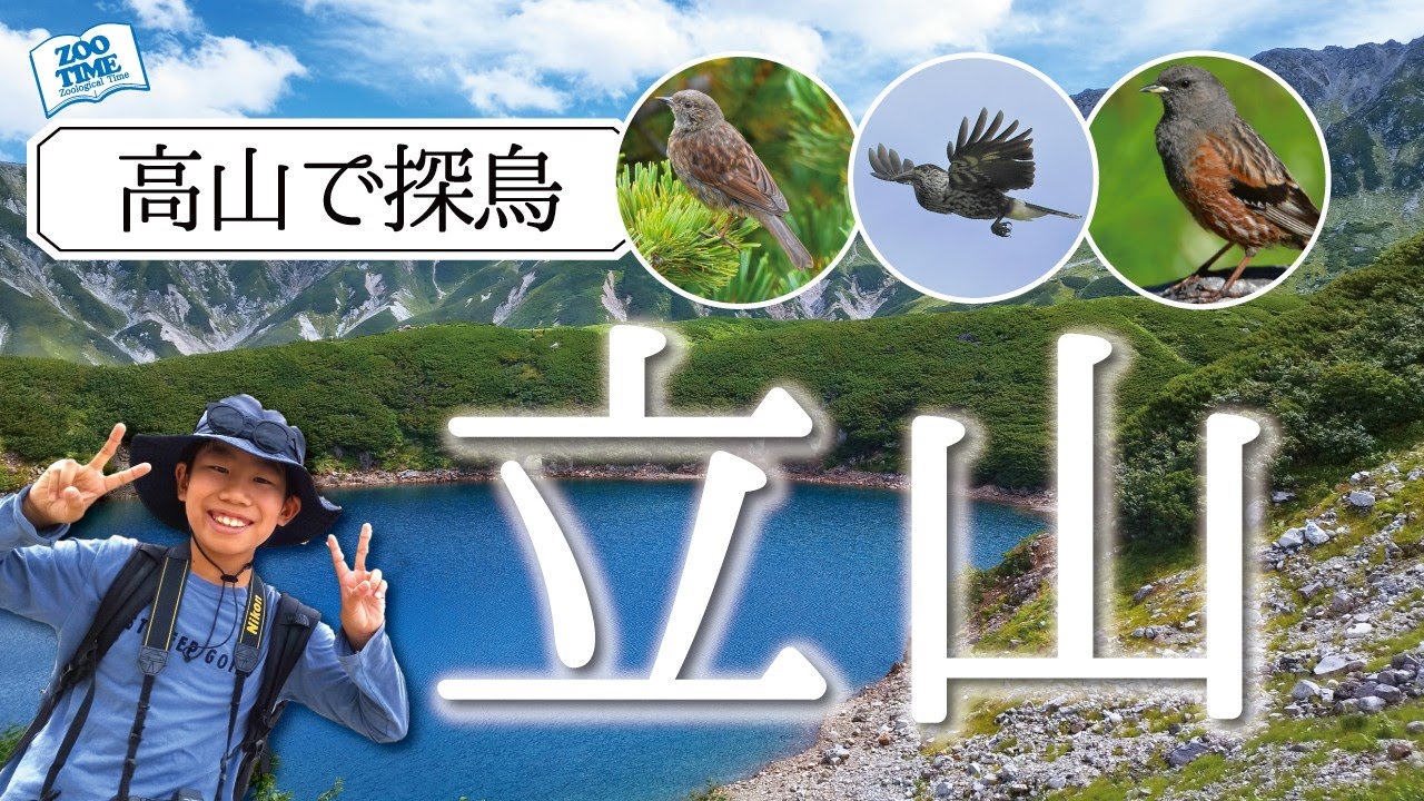 ㊼高山で野鳥観察】限界突破！3000m級⛰立山登山をしながら探鳥旅