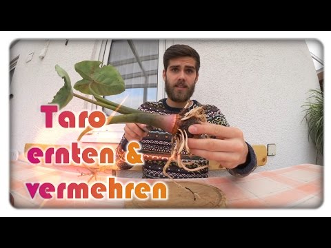 Video: Essbare Taro im Garten anbauen - Tipps zum Ernten von Taro-Wurzeln