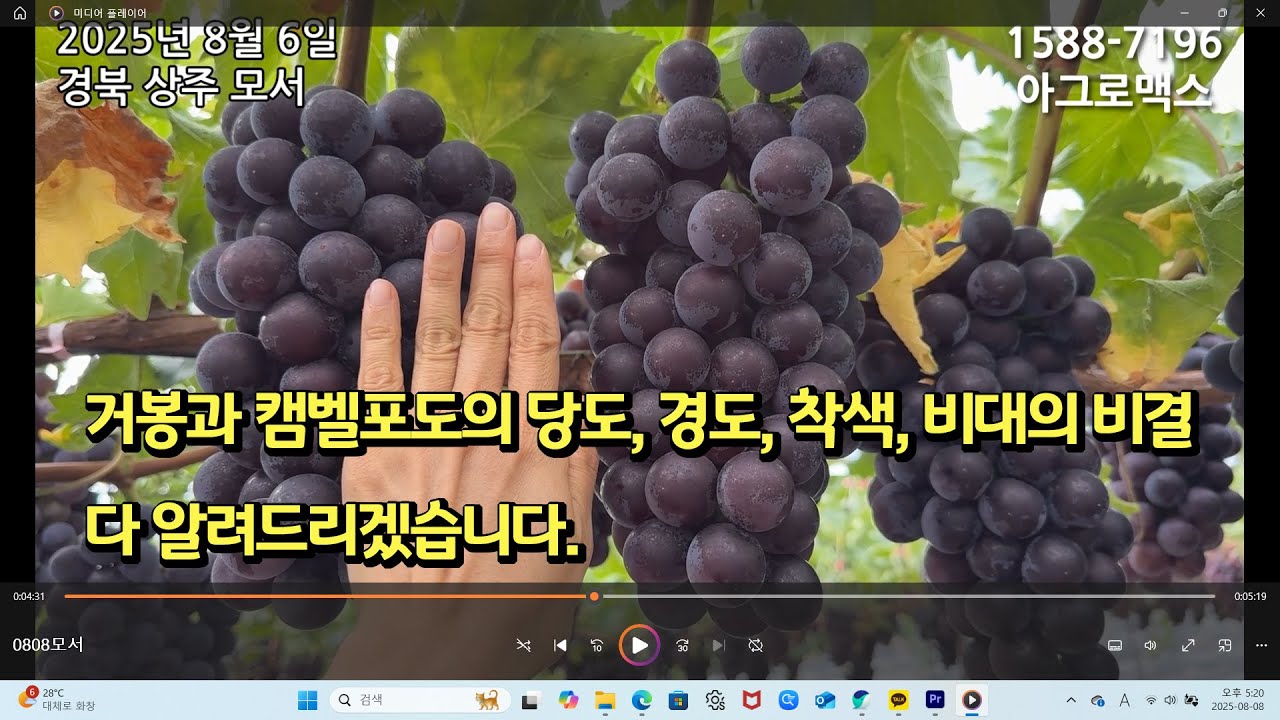 올거봉 조생거봉 당도, 경도, 비대, 착색의 알려드립니다.