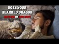 5 Signs Your Bearded Dragon Is Happy And Loves You! ** WATCH THIS BEFORE GETTING A BEARDED DRAGON**