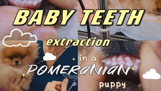 Famous Pomeranian baby teeth extraction & recovery | Puppy teeth not falling out | Two rows of teeth Net Worth