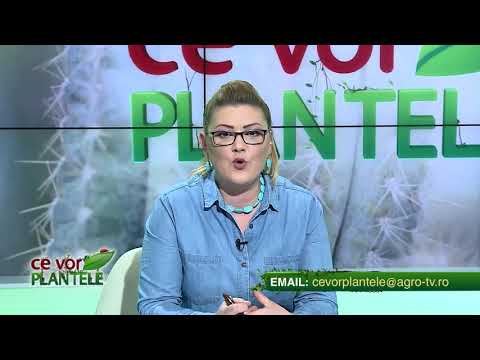 Video: Plantarea lucernă: Cum să crești lucernă