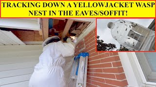 YELLOWJACKET WASP NEST IN SOFFIT! TRACKING THEM DOWN, ASSESSING DEMOLITION OPTION, COLLECTED FOR VIT Exterminating Wasps In The Soffit
