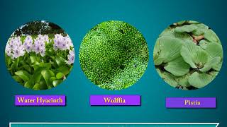 Terrestrial and Aquatic Plants  Science Class 4