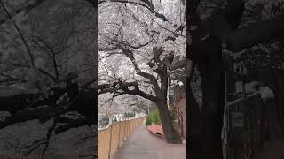 친환경 스카이웨이 전망대 영상