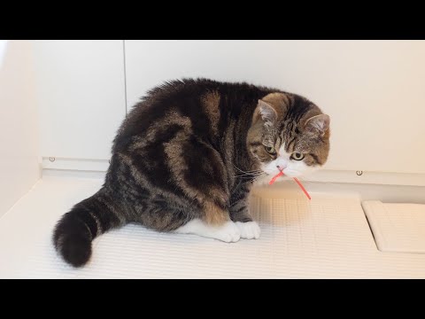 ストローを持ち去るねこ。-Maru takes away a straw.-