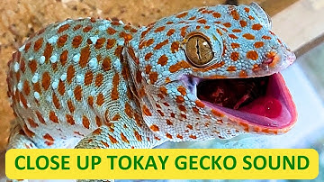 Close Up Tokay Gecko Sound - Cận Cảnh Tắc Kè Kêu