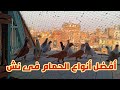 الحمام الغزار و افضل الانواع فى نش حمام مع ا نور الهادى لوفت عمرو اشرف