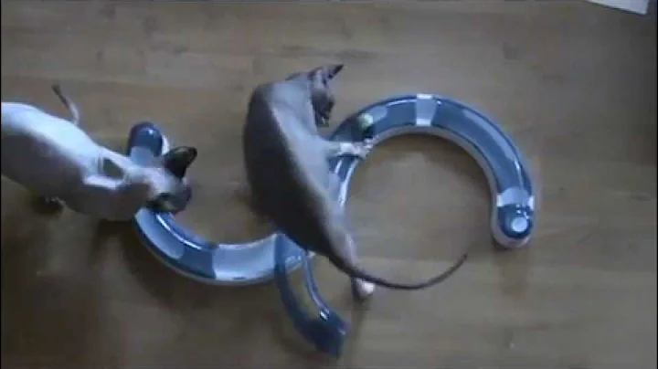 Video 11876061: sphynx cat playing, cat toy reaction, cat first