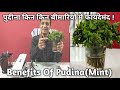 Pudina Kin Kin Bimaariyon Mein Faaydemand | Benefits Of Pudina(Mint)