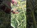 Tomato farming🍅#tomatogrowing #tomato #farming #shorts #viralshorts2024