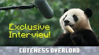 Recording Panda sounds for Minecraft!