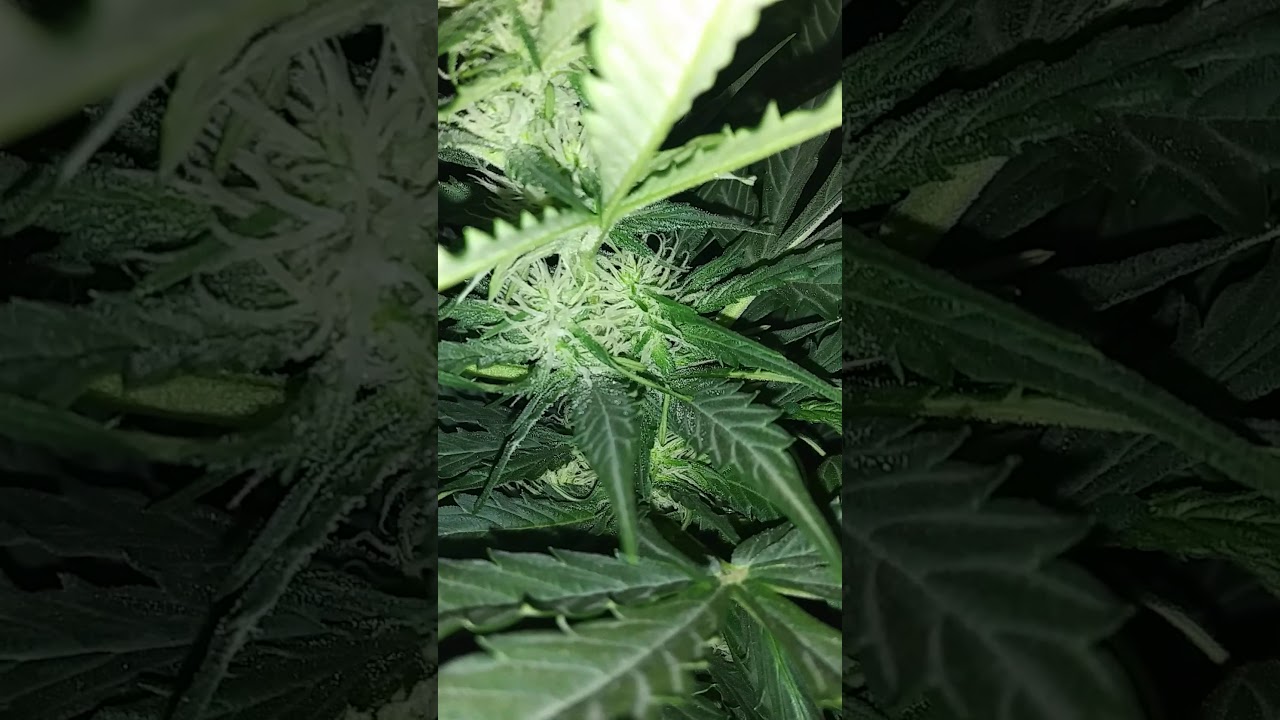 21& Over Only. 2 weeks old Sweet Tooth Auto Flower