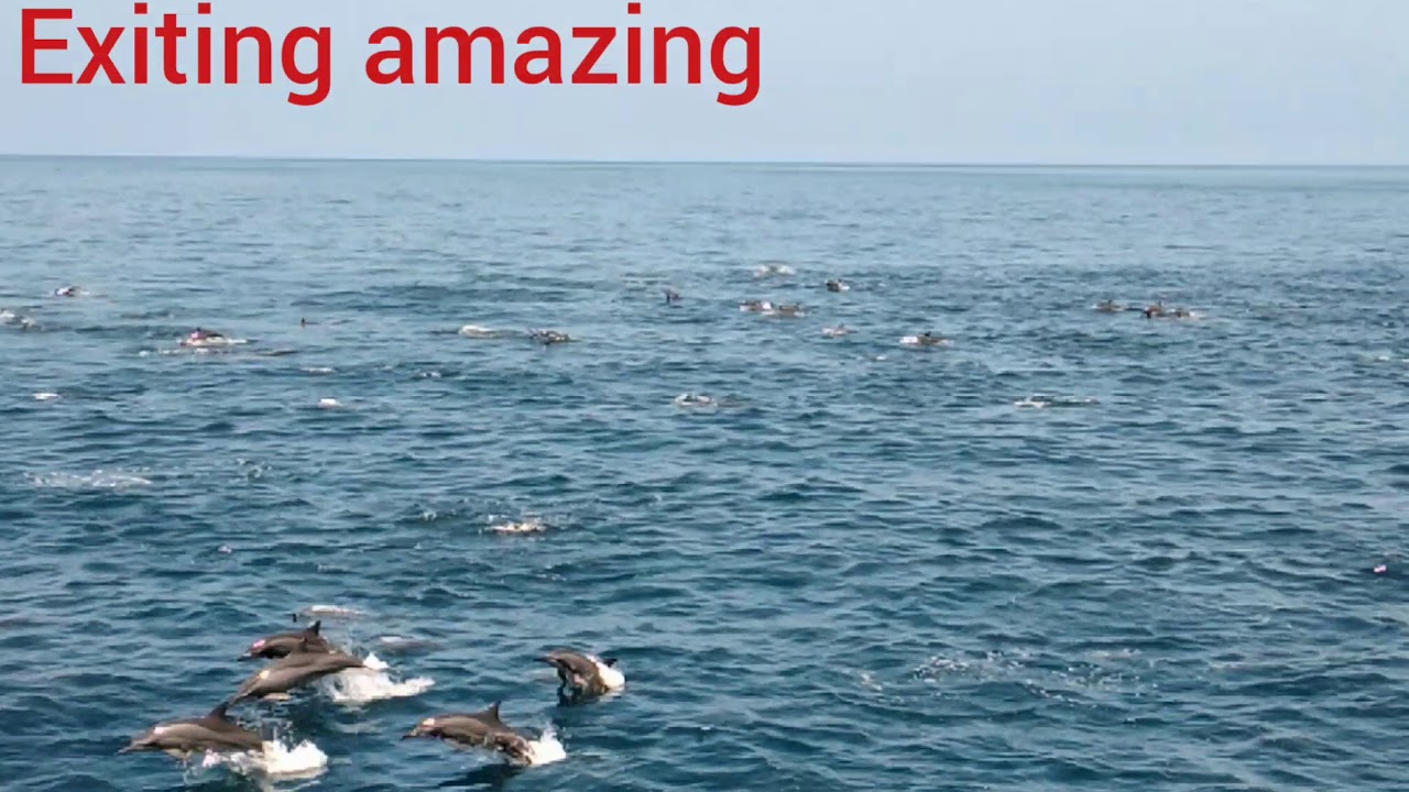 Thousands of dolphin bunch