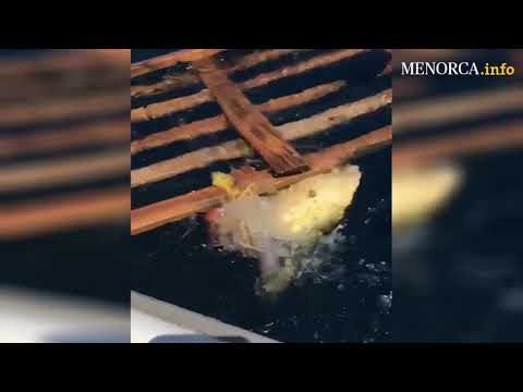 Vídeo: Una Vegada Ferida Tortuga En Rotlle