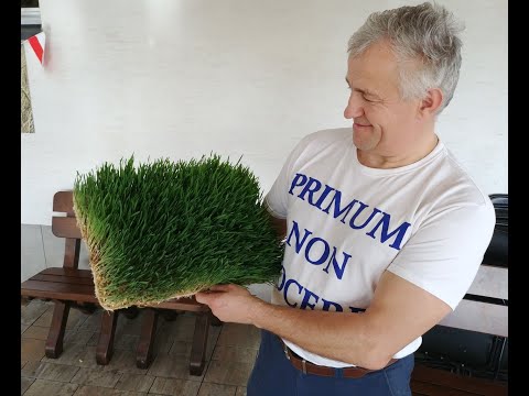 Wideo: Pełzanie Trawy Pszenicznej - Rozmnażanie I Użyteczne Właściwości Trawy Pszenicznej. Przepisy Na Trawę Pszeniczną