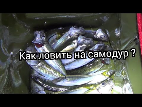 Ставрида  на самодур с берега.Как ловить ставриду с берега ?