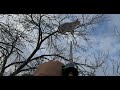 UFO passes by as I Blowgun a Bobcat