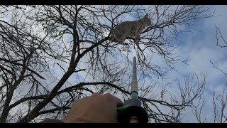 UFO passes by as I Blowgun a Bobcat screenshot 5