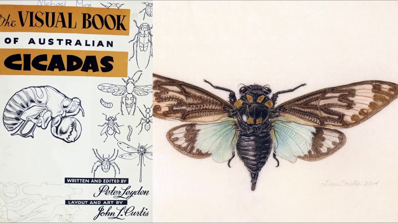 camera iphone 8 plus apk Summer Cicadas - ABC Radio