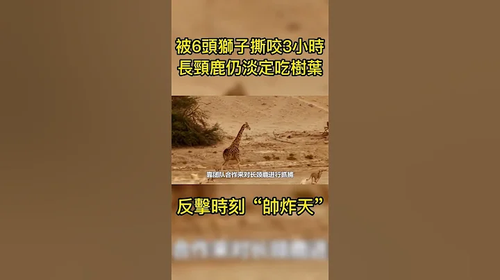 被6头狮子撕咬3小时，长颈鹿仍淡定吃树叶，反击时刻“帅炸天” - 天天要闻